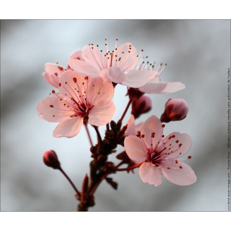 Thé vert fleurs de cerisier - 100g - L'Épicier Grand Cru